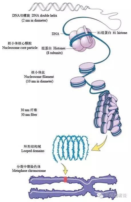 科学探秘：细胞核起源之谜