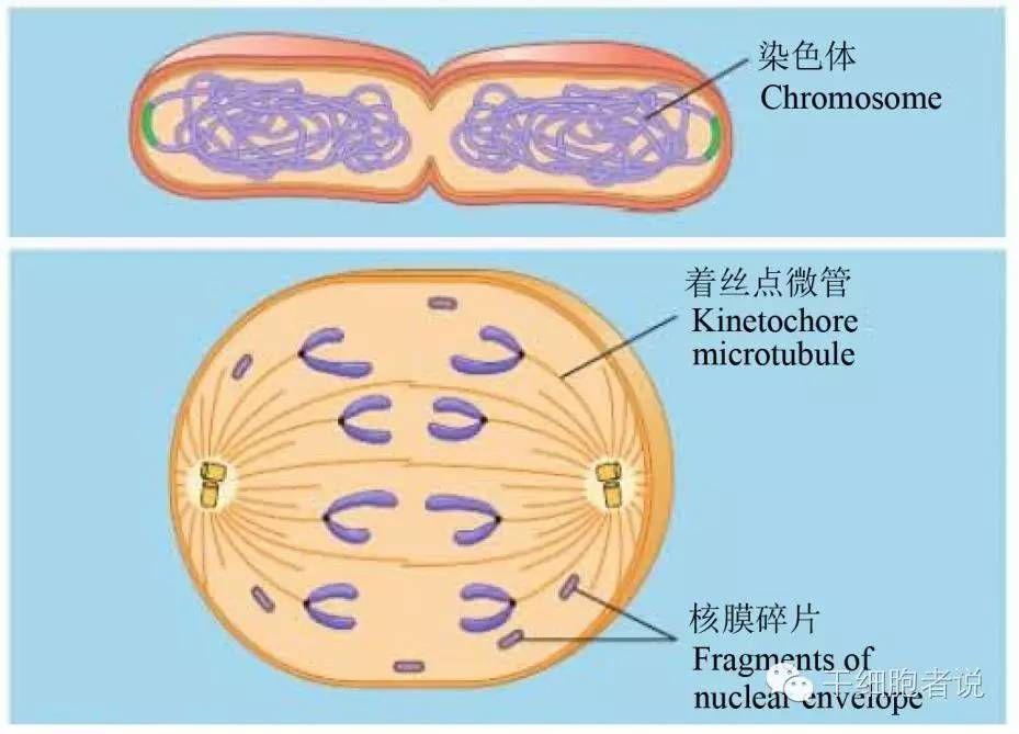 科学探秘：细胞核起源之谜