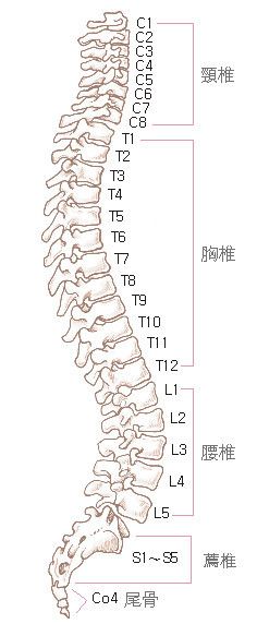 整椎DIY──滚背脊椎诊断要点