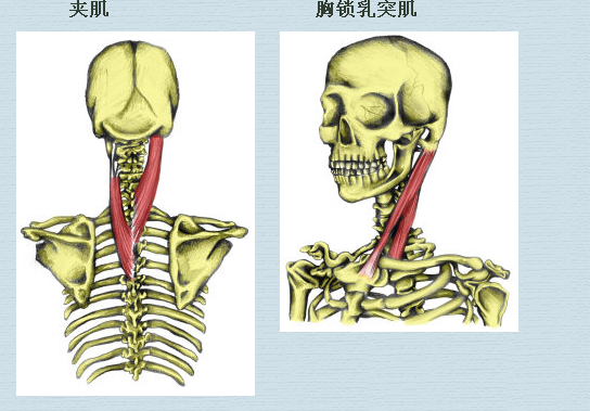 少林禅医：颈部肌肉伸展来防治颈椎病