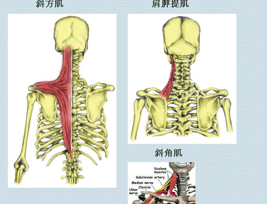 少林禅医：颈部肌肉伸展来防治颈椎病