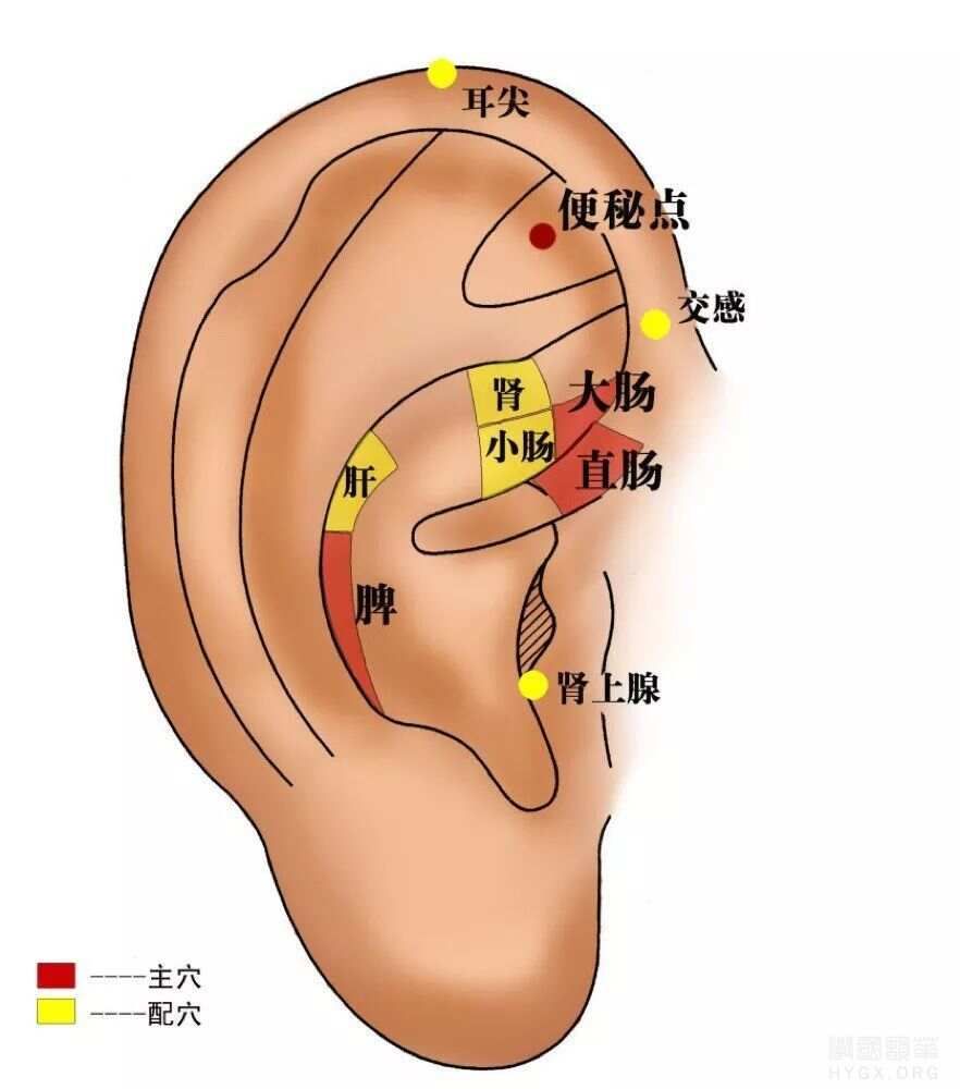 新提醒耳朵治百病！