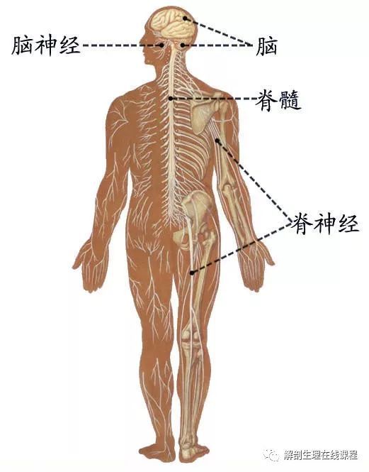解剖学-神经系统（总论、中枢）