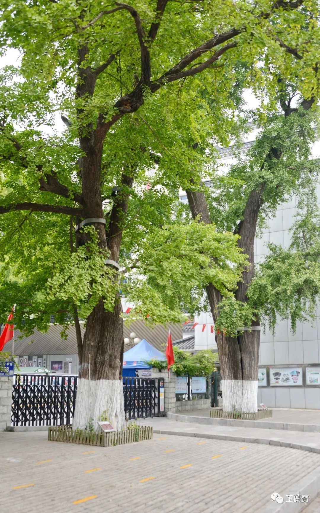 觅苏记扬州石塔寺：禁花论饭（下）