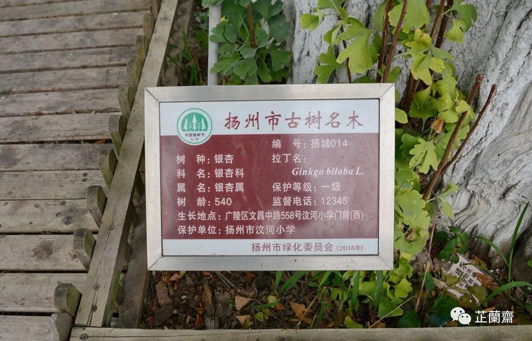 觅苏记扬州石塔寺：禁花论饭（下）