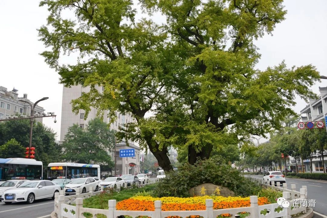 觅苏记扬州石塔寺：禁花论饭（下）