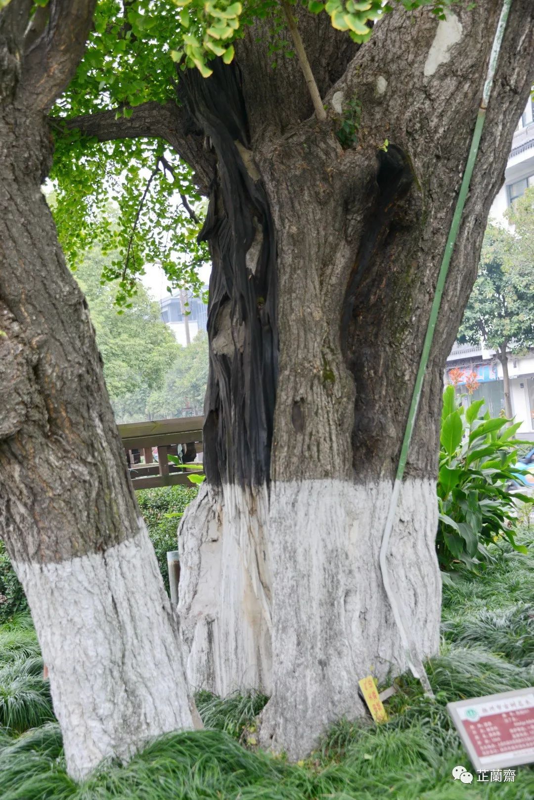 觅苏记扬州石塔寺：禁花论饭（下）