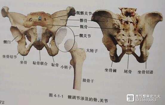 平衡疼痛----髋调节之骨性元素