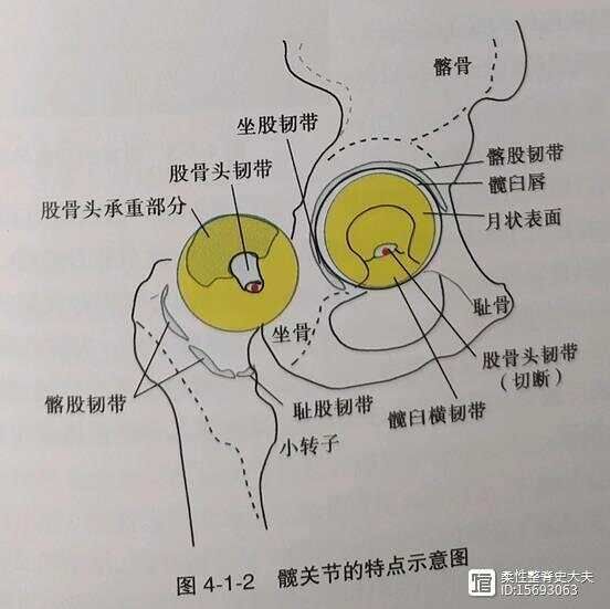 平衡疼痛----髋调节之骨性元素