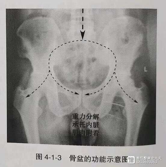 平衡疼痛----髋调节之骨性元素