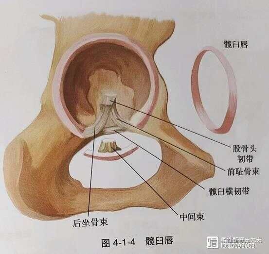 平衡疼痛----髋调节之骨性元素