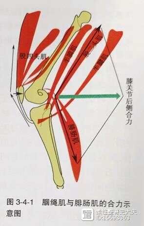 平衡疼痛---- 膝调节代偿与症状