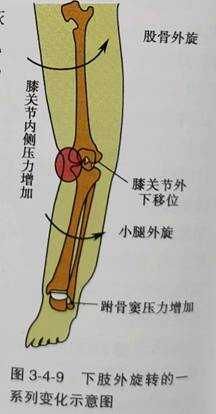 平衡疼痛---- 膝调节代偿与症状