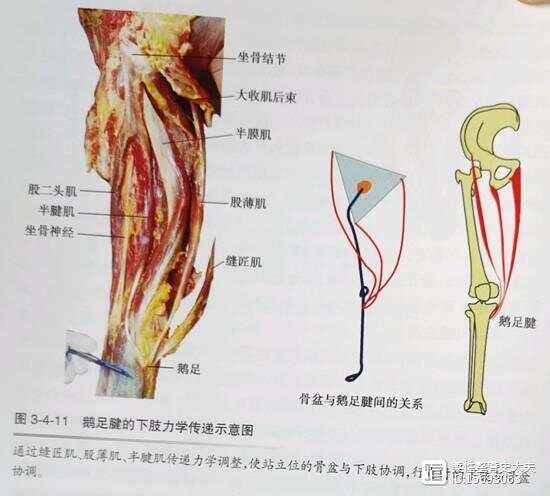 平衡疼痛---- 膝调节代偿与症状