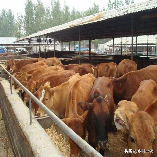 半辈子养牛，不知道养肉牛还有这么多讲究！难怪咱养牛效益不高！
