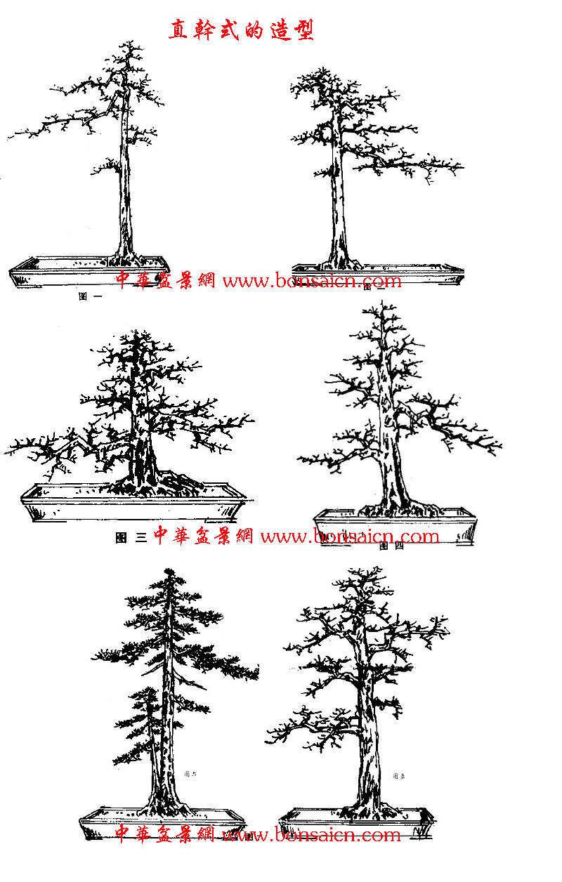 怎样决定截盆景桩的高度