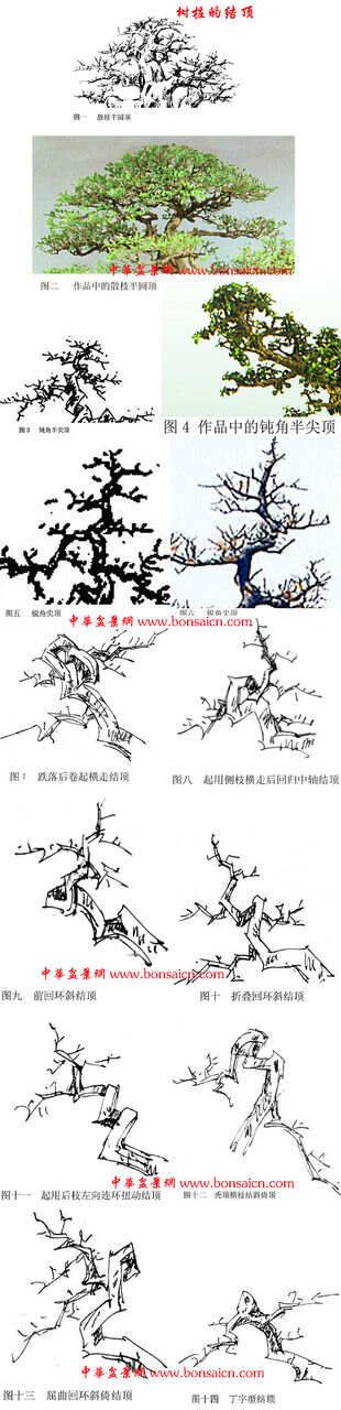 怎样决定截盆景桩的高度