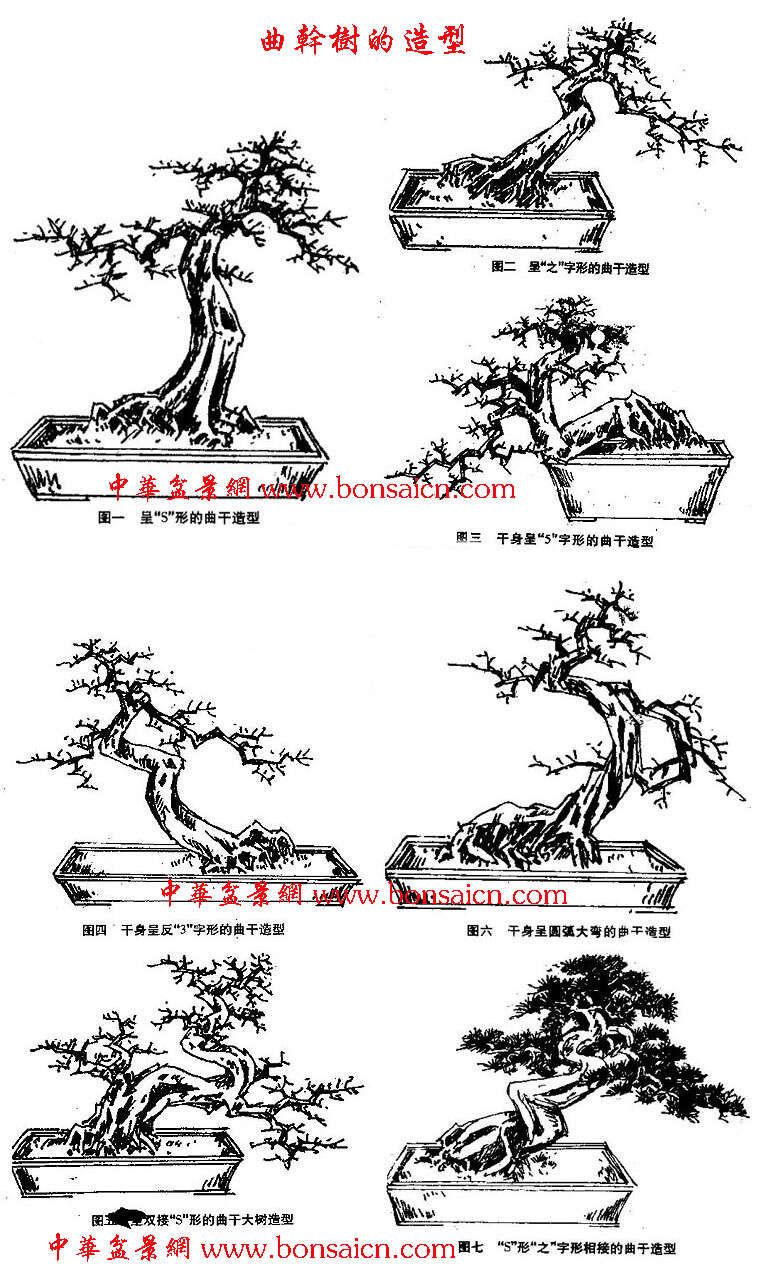 怎样决定截盆景桩的高度