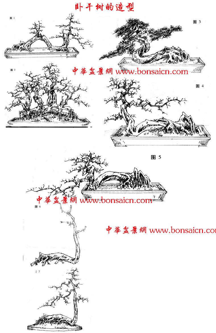 怎样决定截盆景桩的高度