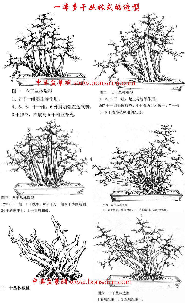 怎样决定截盆景桩的高度