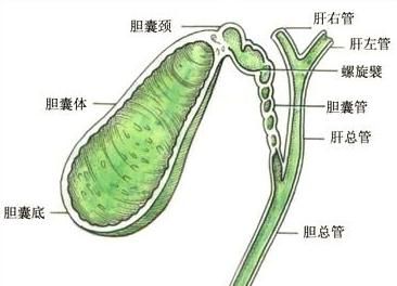 辨病辩证论治——“消瘰丸”