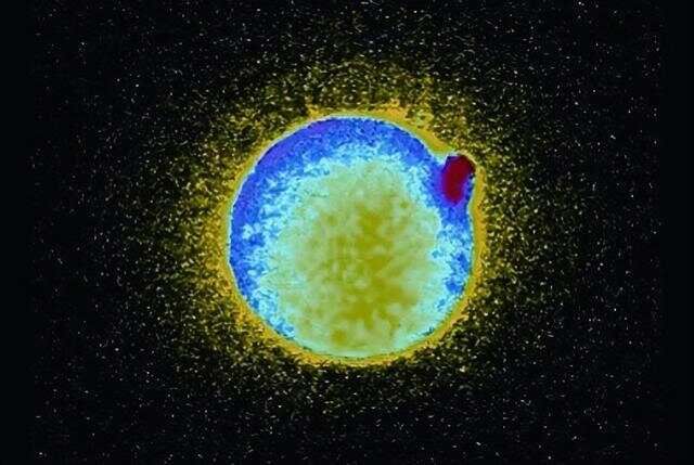 科学家拍到：人类卵子和精子结合那一刻，会爆发出一阵耀眼的光芒