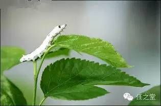 通肠药的区别应用