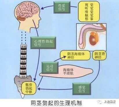 阳萎科普及治疗