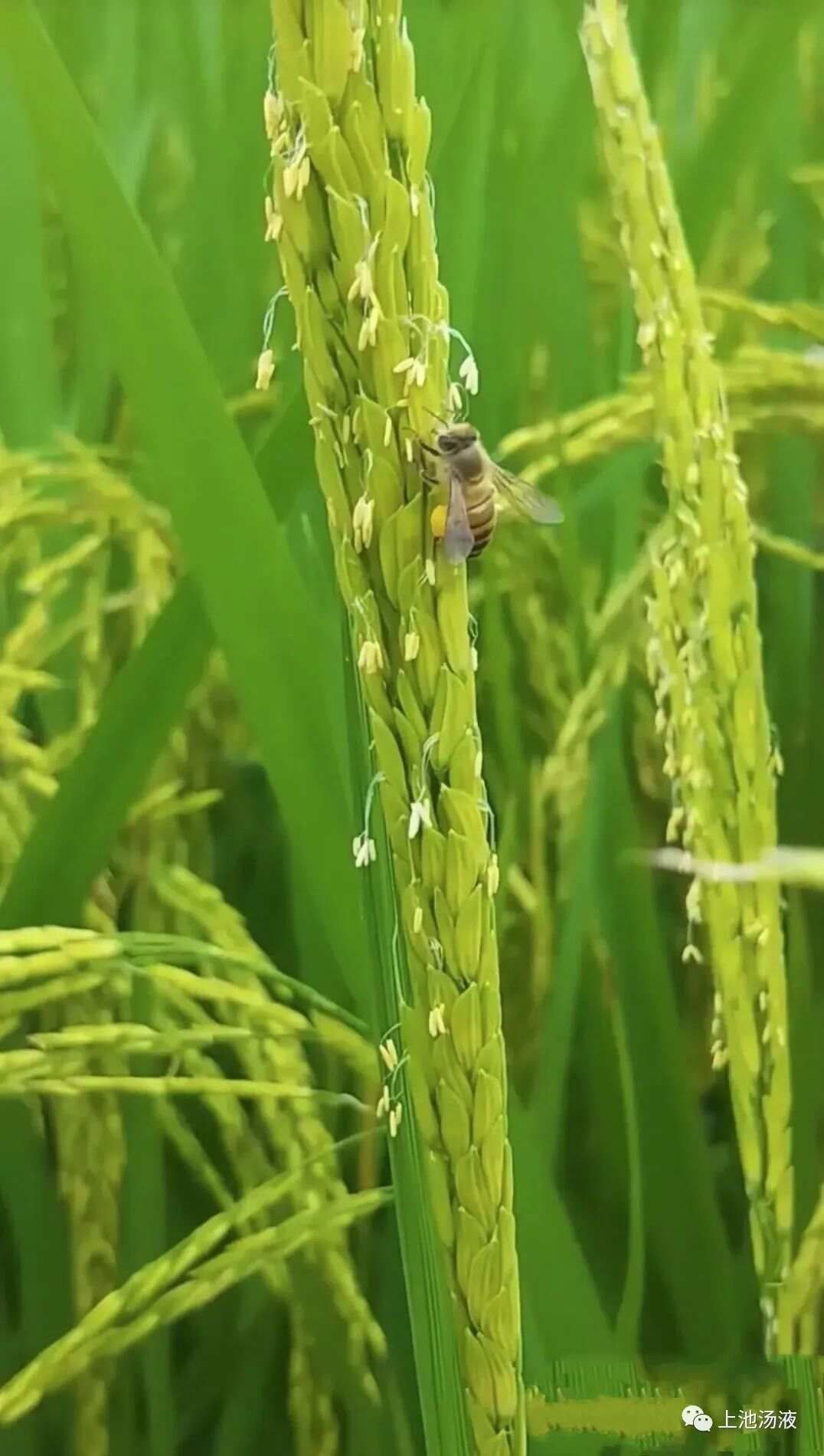 阳萎科普及治疗