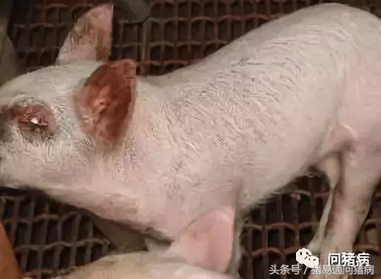 感染葡萄球菌有什么症状_葡萄球菌感染_感染葡萄球菌能治好吗