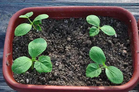 秋末种盆小豌豆，丢在阳台不怕冻，来年开春就能吃！