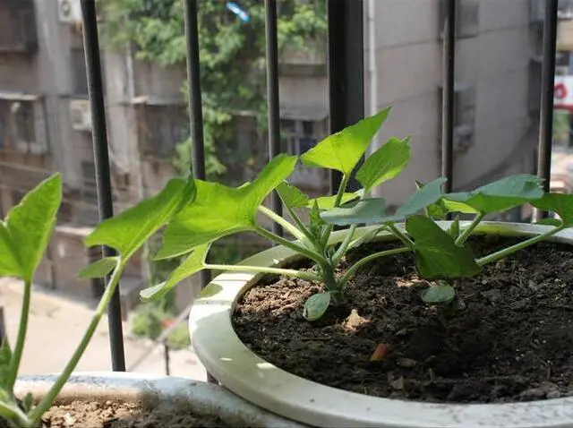 秋末种盆小豌豆，丢在阳台不怕冻，来年开春就能吃！