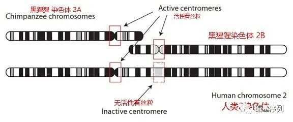 谈谈：2号染色体是啥