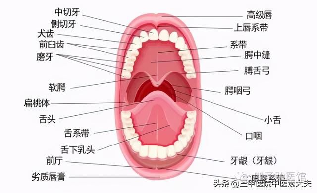 迈入中医之门第70篇：中医视角解读“牙痛论治”