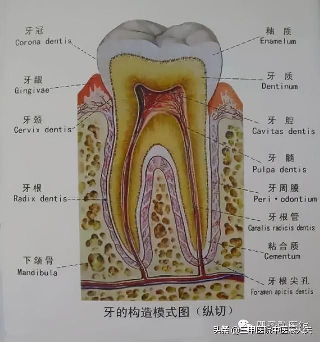 迈入中医之门第70篇：中医视角解读“牙痛论治”