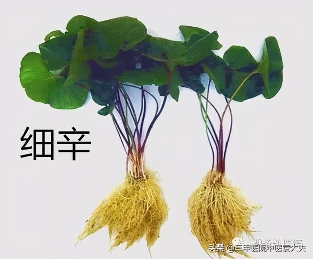 迈入中医之门第70篇：中医视角解读“牙痛论治”