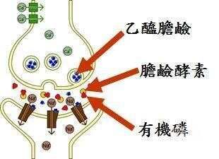 胆碱的益处, 副作用, 来源 & 食品