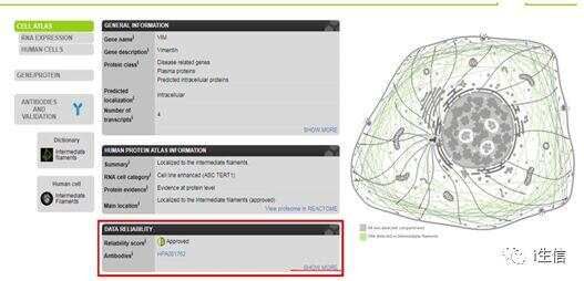 Human Protein Atlas:蛋白表达工具介绍(上)