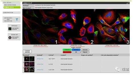 Human Protein Atlas:蛋白表达工具介绍(上)