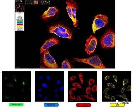 Human Protein Atlas:蛋白表达工具介绍(上)