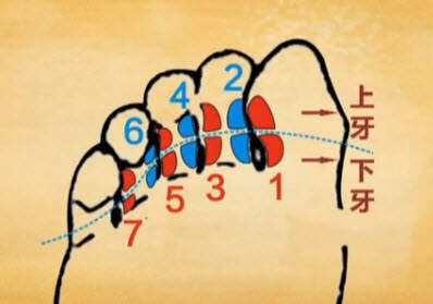 杨奕讲头五官不适巧调治--牙疼口腔溃疡鼻炎打呼噜流鼻血飞蚊症鸣...