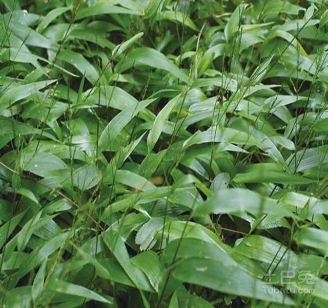 中医跟诊日记2第56天：心经发热淡竹叶，颈椎僵痛米字操