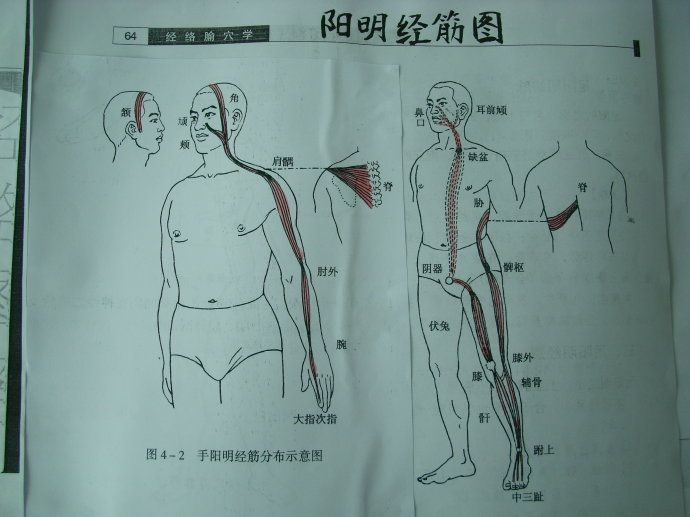 经络在太极拳演练中的运动规律
