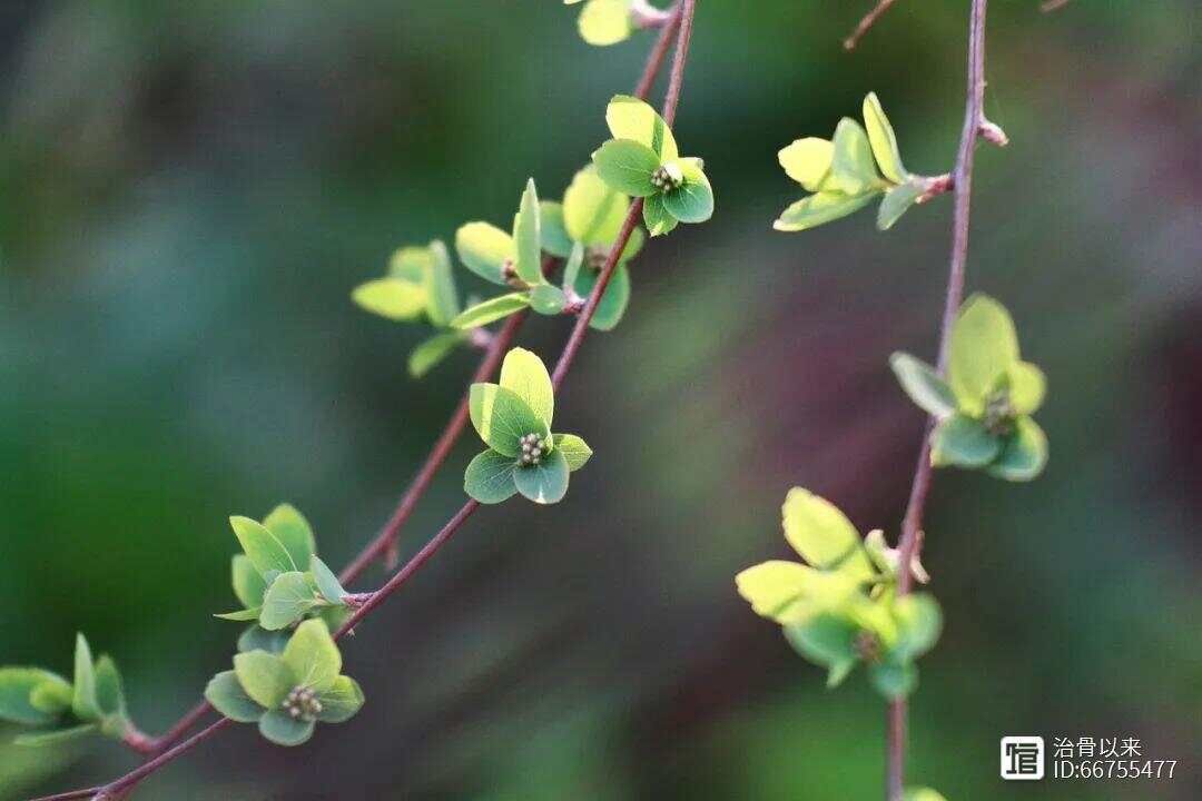 乳腺增生特效秘方大公开，十个偏方很有用