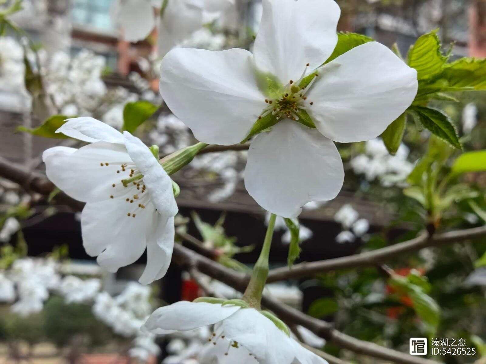 摄影：樱花(美女樱)