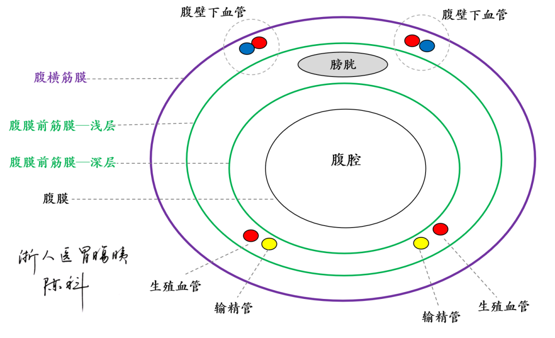 图11 完成“空间转换”后的解剖展示__空间解剖学