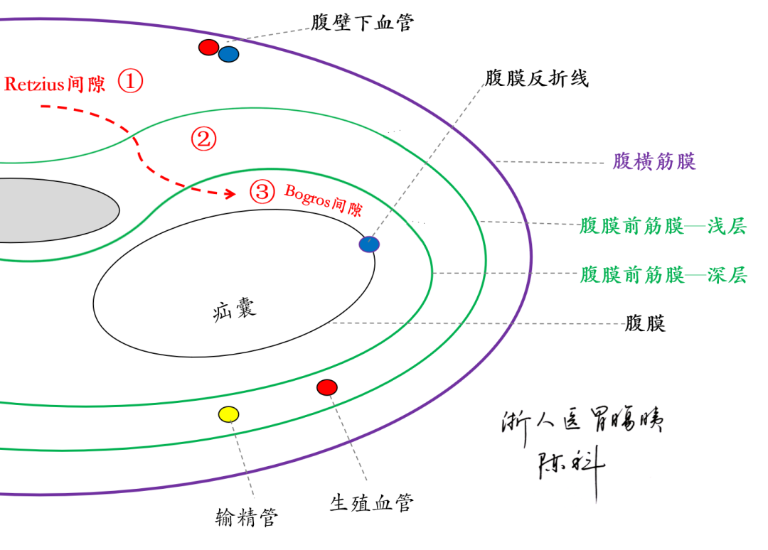空间解剖学_图11 完成“空间转换”后的解剖展示_