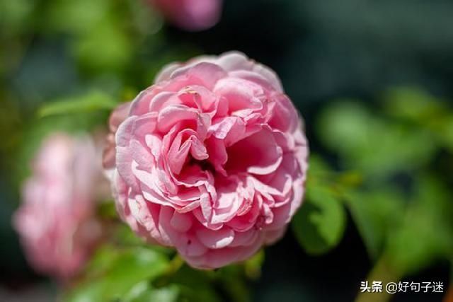 友圈最火的心情句子，精致唯美，触动心灵