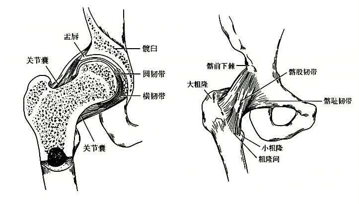 急性髋关节脱位的手法复位，这样「抱大腿」没毛病！