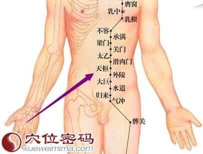 天枢穴的准确位置图
